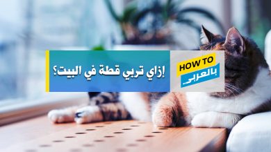 تربية القطط