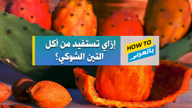 التين الشوكي