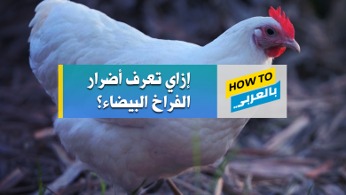 الفراخ البيضاء