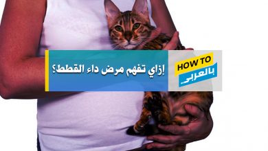 داء القطط