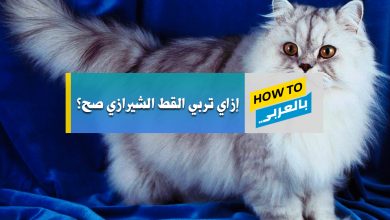 القط الشيرازي