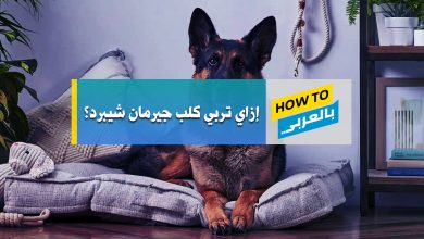 جيرمان شيبرد