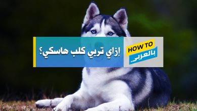 كلب هاسكي