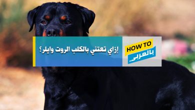 روت وايلر