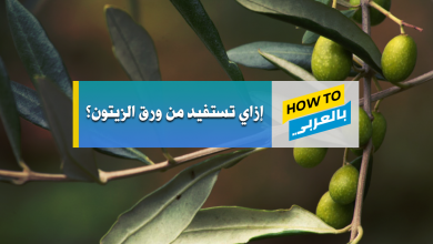 ورق الزيتون
