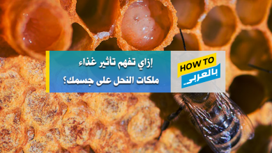 غذاء ملكات النحل