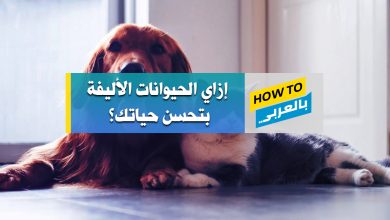 الحيوانات الاليفة
