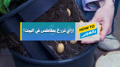 زراعة البطاطس