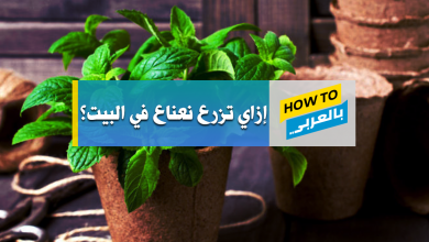 زراعة النعناع
