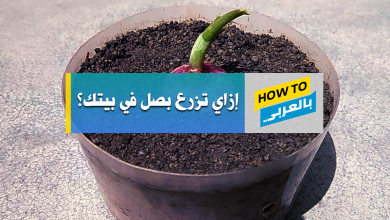 زراعة البصل